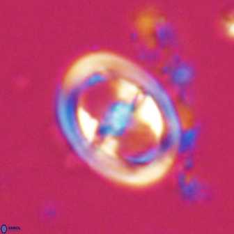 Reinhardtites anthophorus 18358