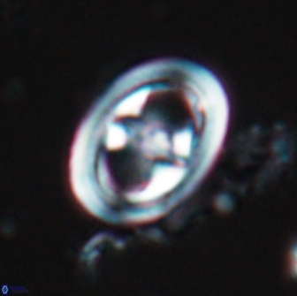 Reinhardtites anthophorus 18359