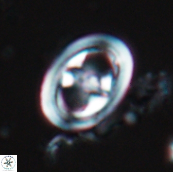 Reinhardtites anthophorus 18359