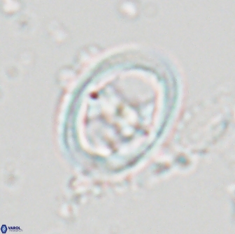 Reinhardtites anthophorus 18361