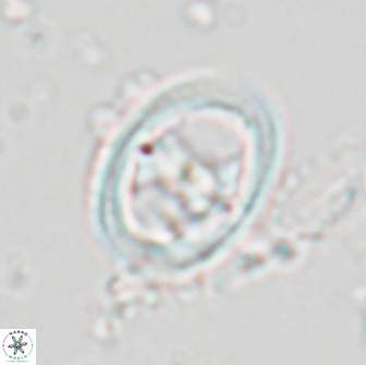 Reinhardtites anthophorus 18361
