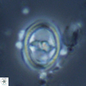Reinhardtites anthophorus 18363