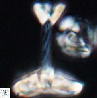Reinhardtites anthophorus 11919