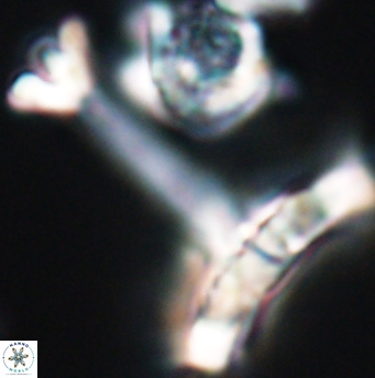 Reinhardtites anthophorus 11924
