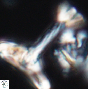 Reinhardtites anthophorus 11925