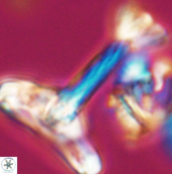 Reinhardtites anthophorus 11926