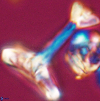 Reinhardtites anthophorus 11927