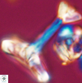 Reinhardtites anthophorus 11927