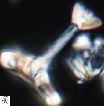 Zeugrhabdotus anthophorus 11928