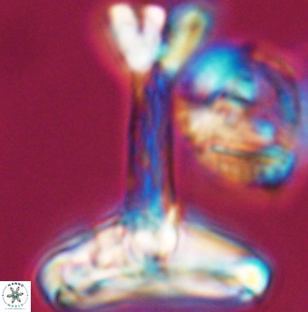 Reinhardtites anthophorus 11920