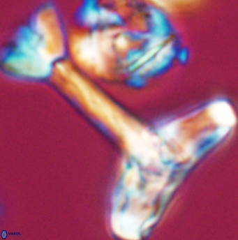 Reinhardtites anthophorus 11921