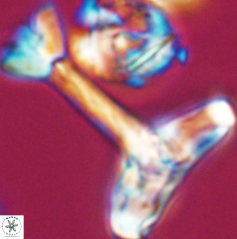 Reinhardtites anthophorus 11921