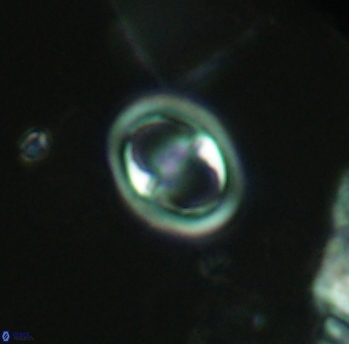 Reinhardtites anthophorus 3914