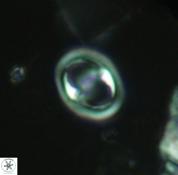 Reinhardtites anthophorus 3914