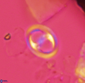 Reinhardtites anthophorus 3915