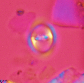 Reinhardtites anthophorus 3916