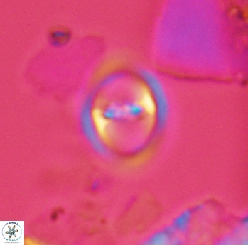 Reinhardtites anthophorus 3916
