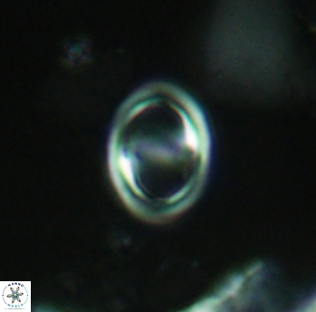 Reinhardtites anthophorus 3917