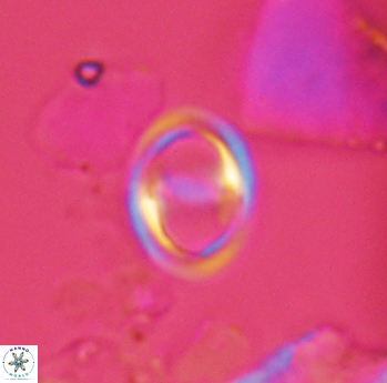 Reinhardtites anthophorus 3918