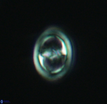 Reinhardtites anthophorus 4082