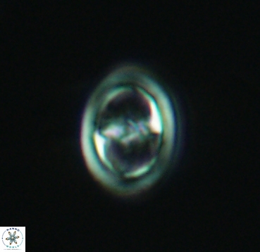 Reinhardtites anthophorus 4082