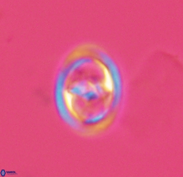 Reinhardtites anthophorus 4083