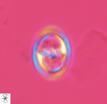 Reinhardtites anthophorus 4083