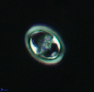 Reinhardtites anthophorus 4084