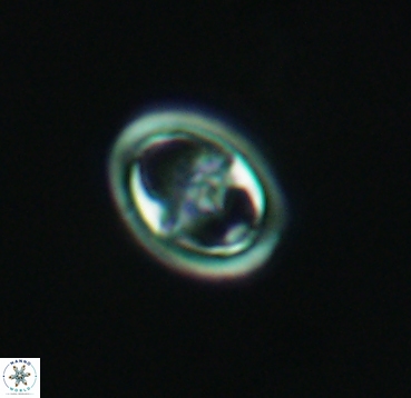 Reinhardtites anthophorus 4084