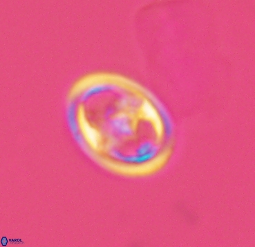 Reinhardtites anthophorus 4085