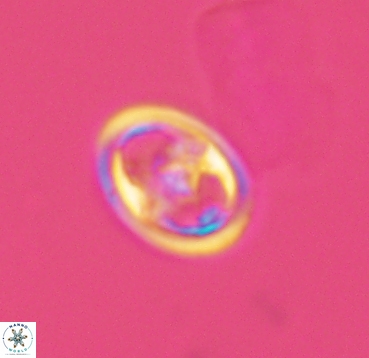 Reinhardtites anthophorus 4085