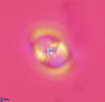 Reinhardtites anthophorus 4086