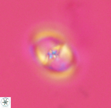 Reinhardtites anthophorus 4086