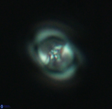 Reinhardtites anthophorus 4087