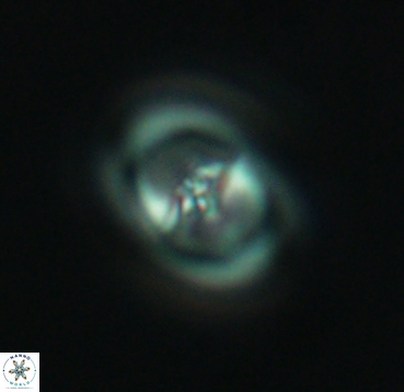 Reinhardtites anthophorus 4087