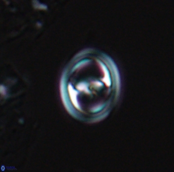 Reinhardtites anthophorus 9871