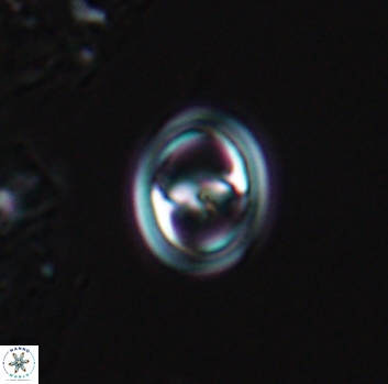Reinhardtites anthophorus 9871