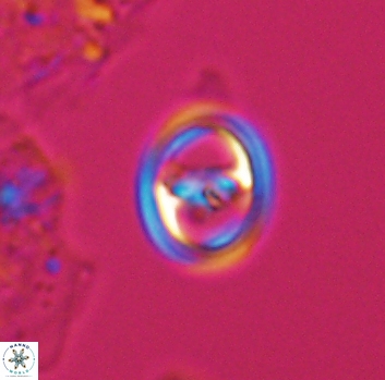 Reinhardtites anthophorus 9872
