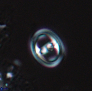 Reinhardtites anthophorus 9873