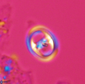 Reinhardtites anthophorus 9874