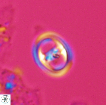 Reinhardtites anthophorus 9874
