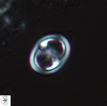 Reinhardtites anthophorus 9875
