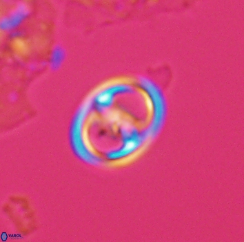 Reinhardtites anthophorus 9876