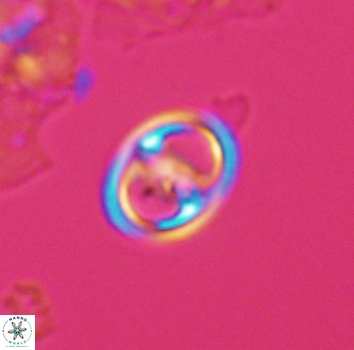 Reinhardtites anthophorus 9876