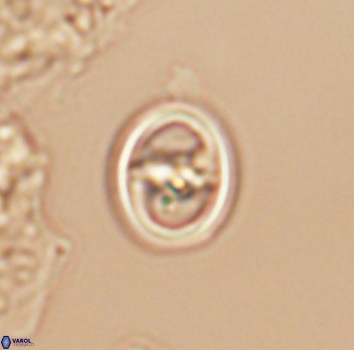 Reinhardtites anthophorus 9877