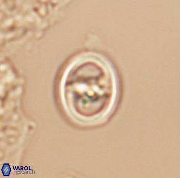 Reinhardtites anthophorus 9877