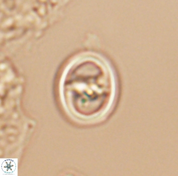 Reinhardtites anthophorus 9877