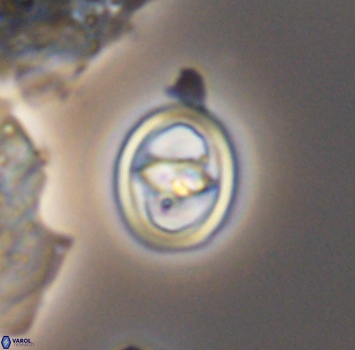 Reinhardtites anthophorus 9878