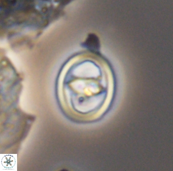Reinhardtites anthophorus 9878