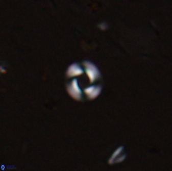 Retulofenestra dictyoda 30455